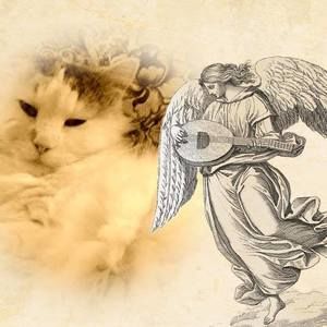 Meet your Posher, Pat